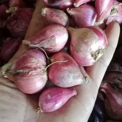 

Bawang merah Brebes Asli gede tanggung 700gr