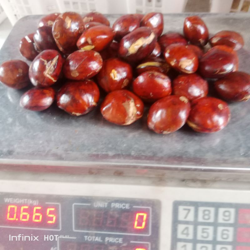 

jengkol tua pilihan 15000/500gr
