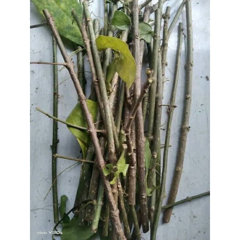 

stek daun cincau/kipanas