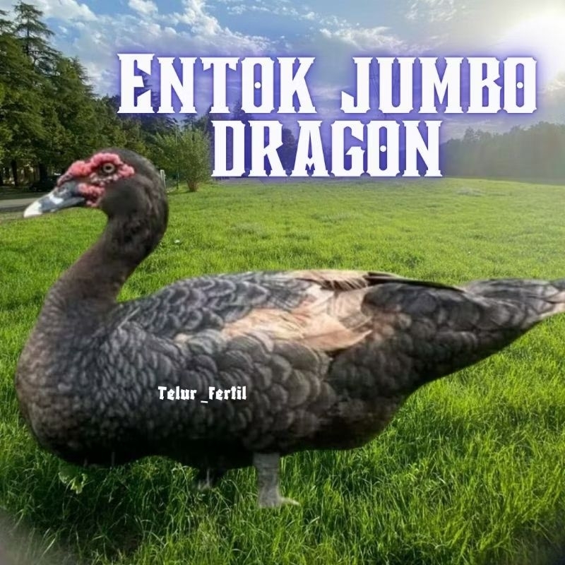 telur entok jumbo tronton untuk di tetaskan