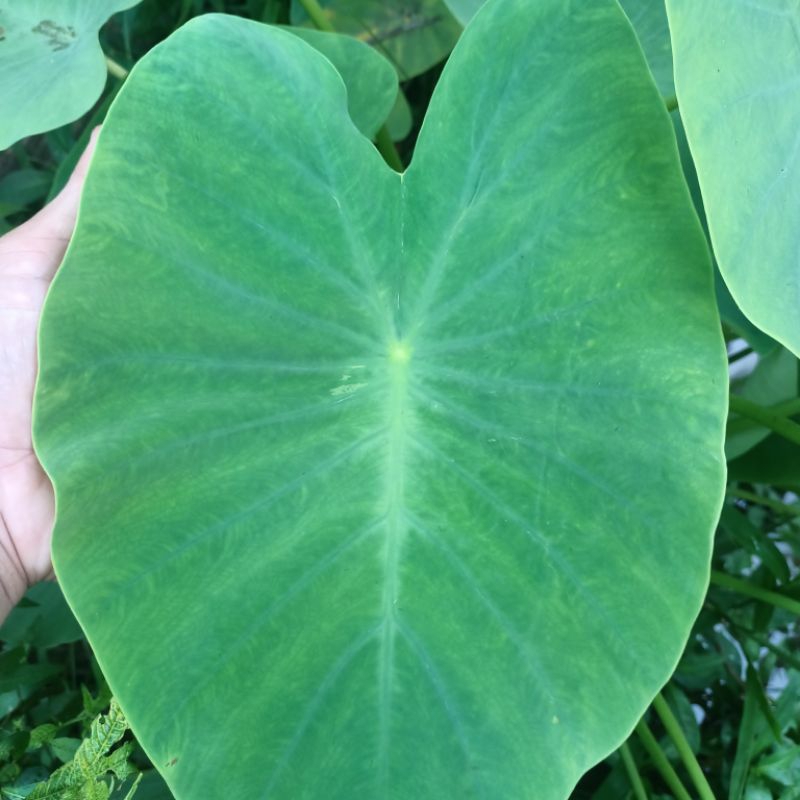 

Daun talas segar untuk buntil 10 lembar