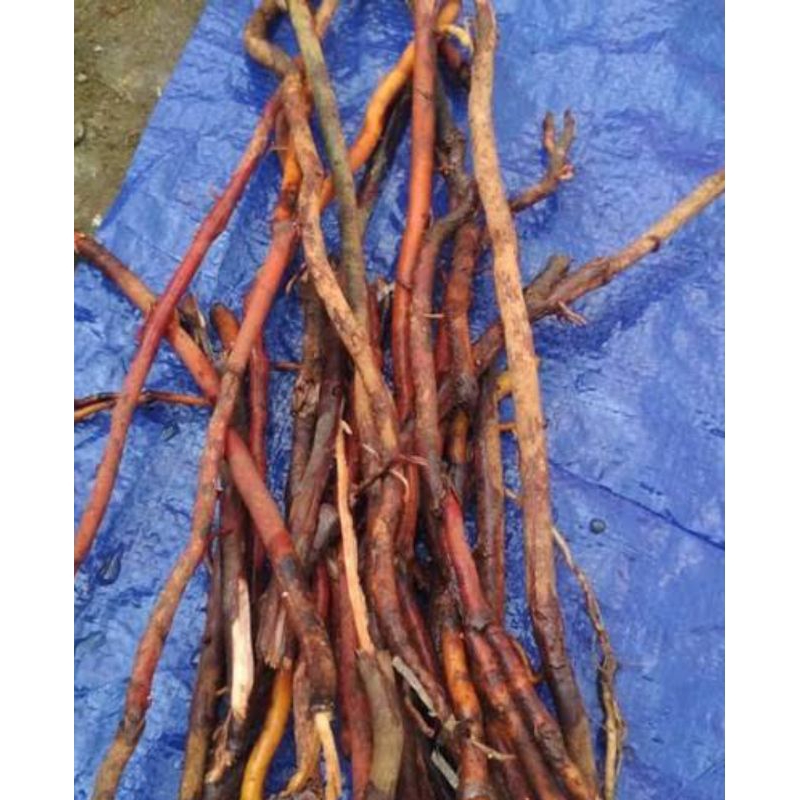 

Akar pohon kelapa asli organik berat 1 kg rempah Nusantara