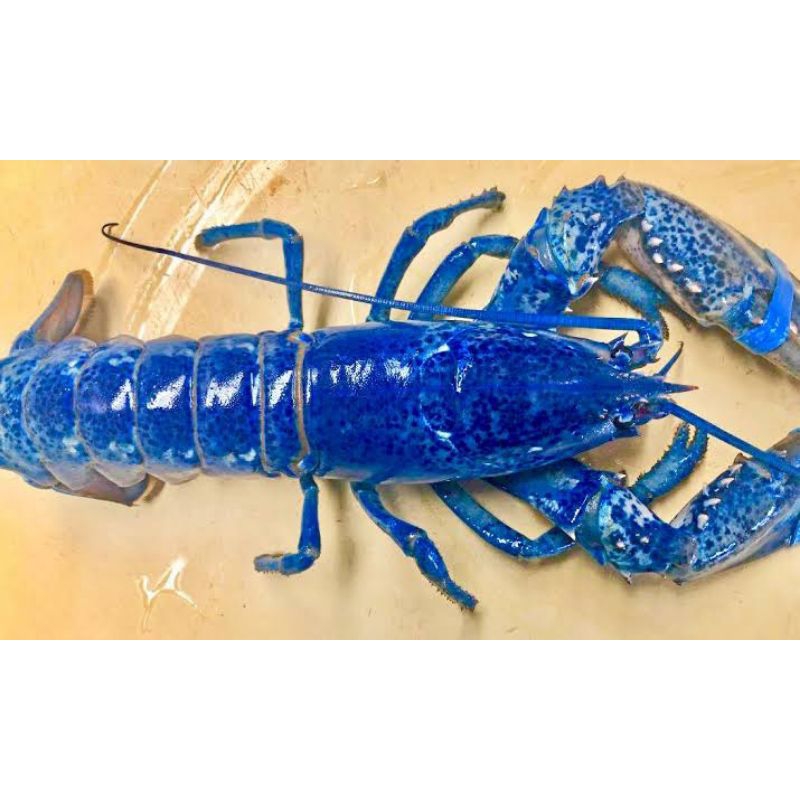 

LOBSTER BLU BIRU AIR TAWAR SZ 5-7 CM BONUS PAKAN BERGARANSI