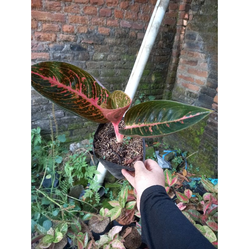 Aglaonema Aglonema Adelia