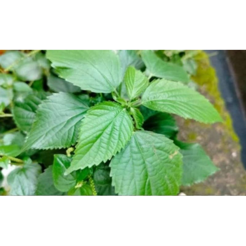

jual daun jelatang/daun gatal/daun pulus fres 100 gram