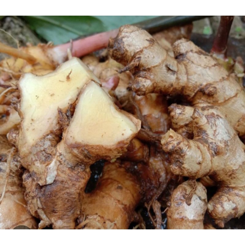 

jual buah lempuyang segar 1kg