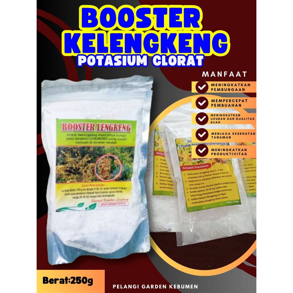SOLUSI AMPUH  Booster Buah Kelengkeng Cangkok, Booster Buah Kelengkeng Cangkok Batang Besar Berbuah