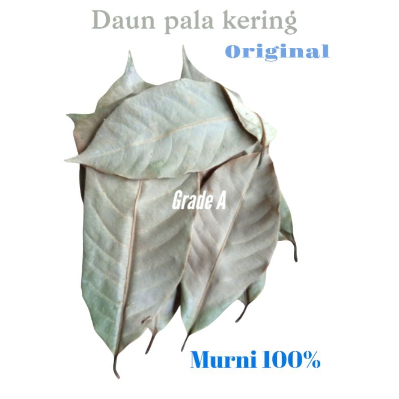 

Daun pala kering murni 100% kualitas grade A, daun pala kering pilihan