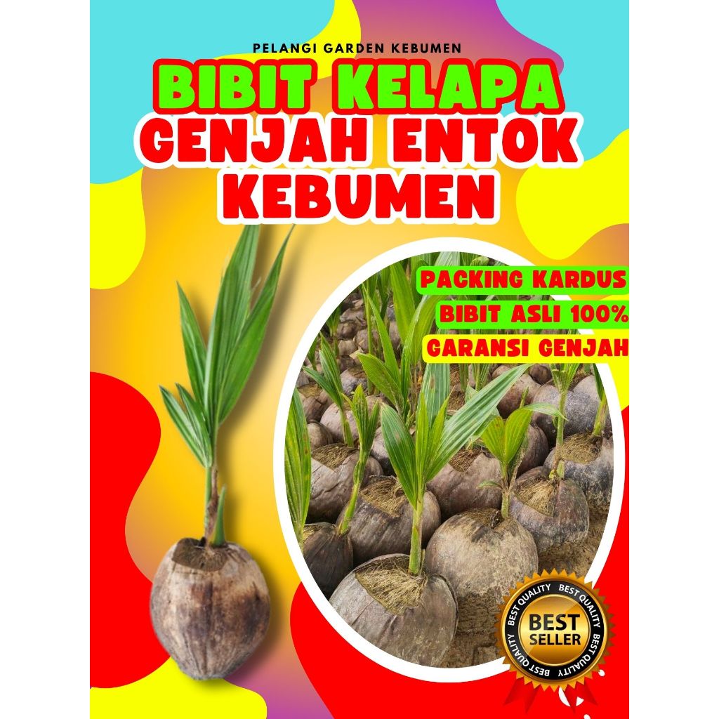 BIBIT PREMIUM.. Pokok Buah Kelapa Entok, Pokok Buah Kelapa Entog, Pokok Buah Kelapa Entok Anakan