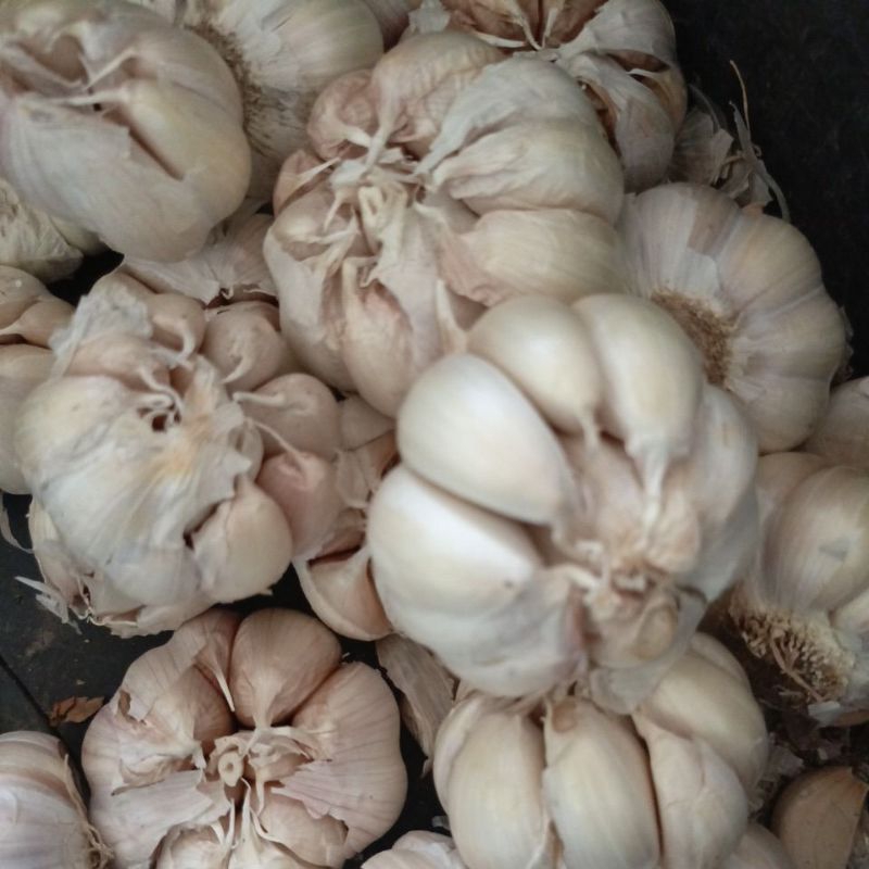 

BAWANG PUTIH SINCO