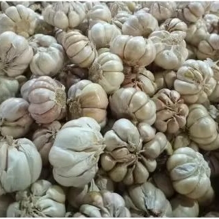 

bawang putih
