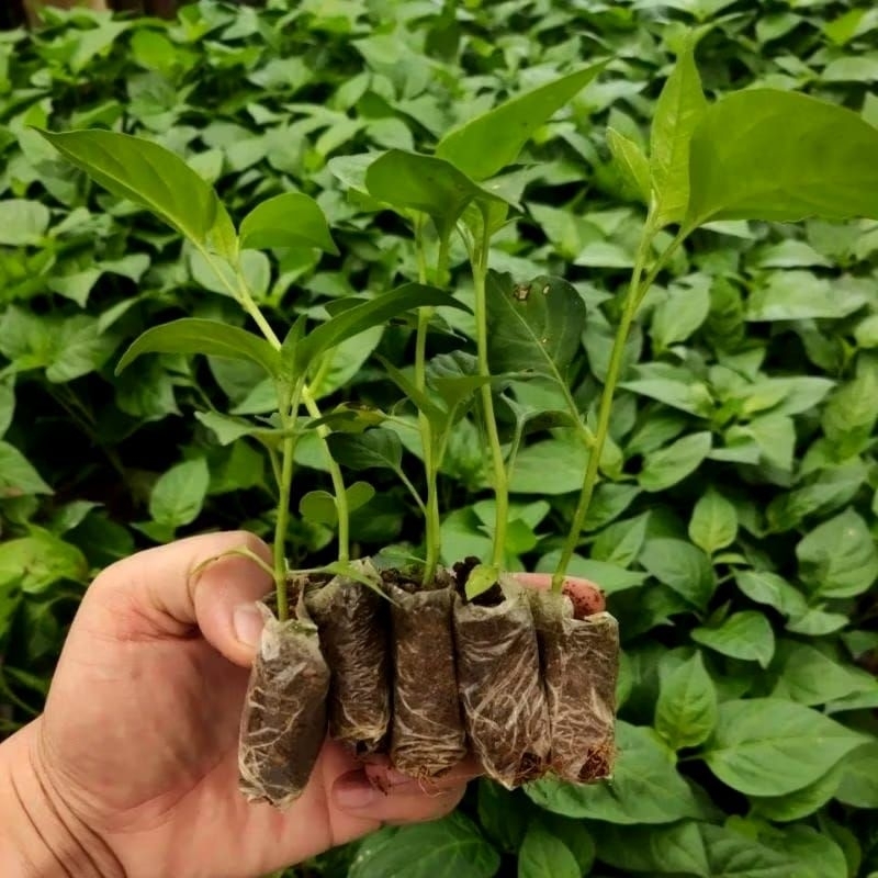 Bibit Cabe Rawit ORI 212 Siap Tanam