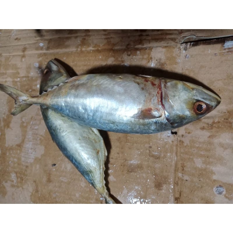 

Ikan Kembung Frozen Fish Segar 1Kg
