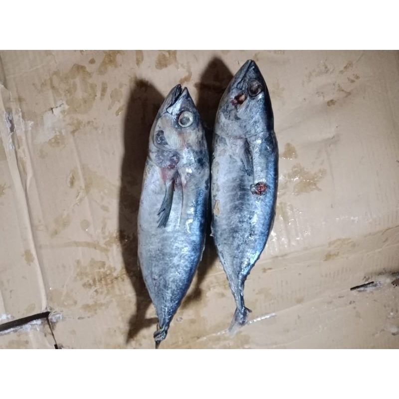 

Baby Tuna Frozen Fish 1Kg
