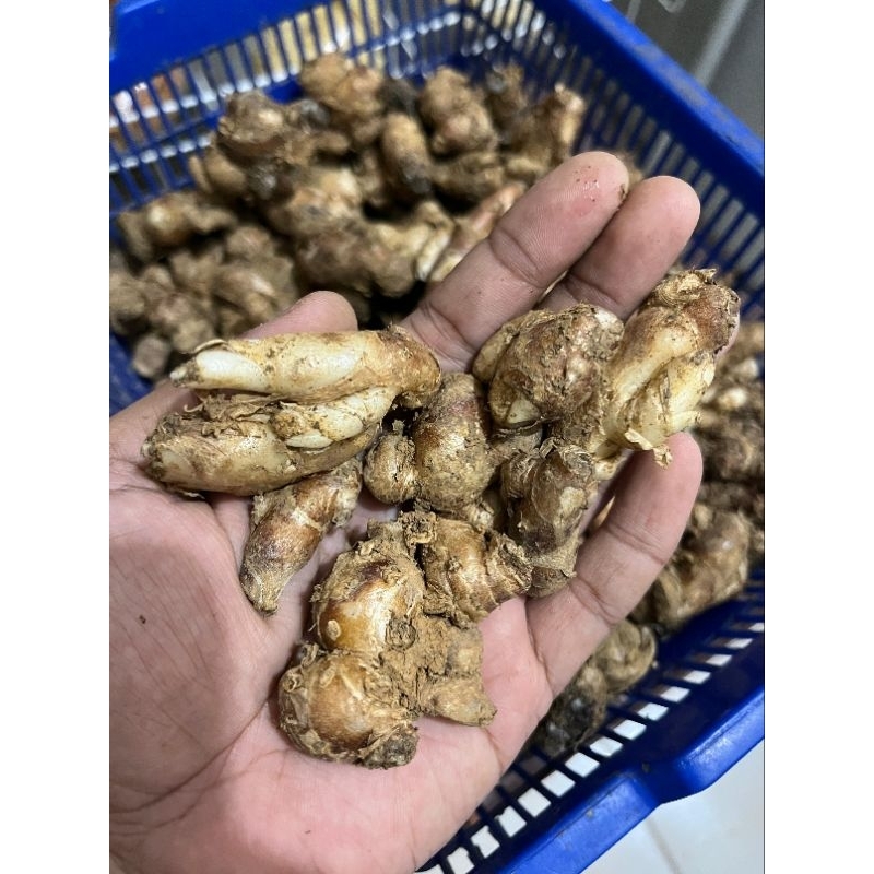 

Kencur per 100 gram / 250 gram / 500 gram / 1 kg