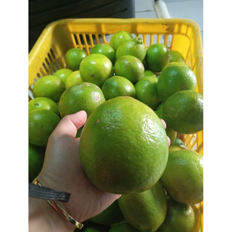 

jeruk lemon import/lemon California promo murah 1kg