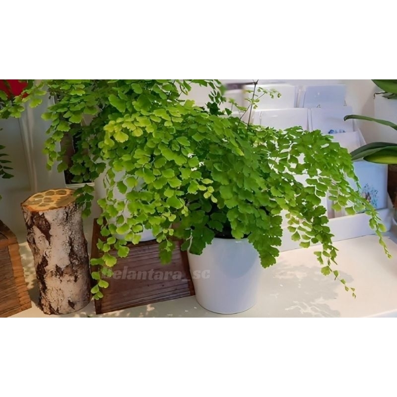 Tanaman Hias Suplir/Daun Suplir Kecil/Tanaman Hias Cantik Murah