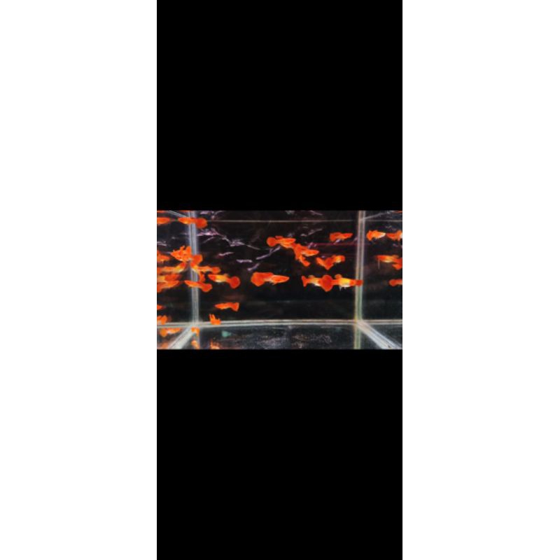 Ikan guppy albino koi red ear