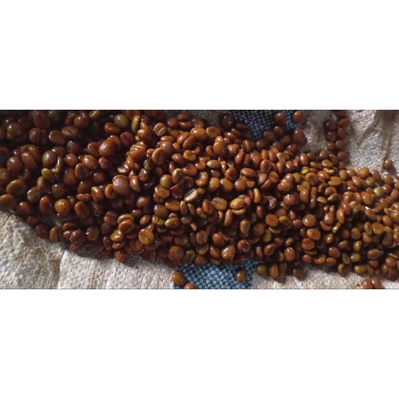 biji bibit kopi robusta kopi lampung