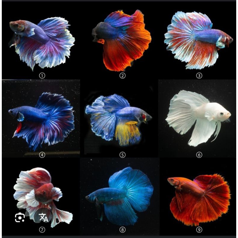 IKAN HIAS CUPANG HALFMOON