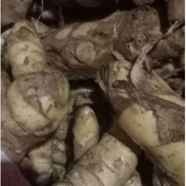 

temu putih 1 kg