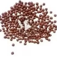 

benih biji kacang hiris