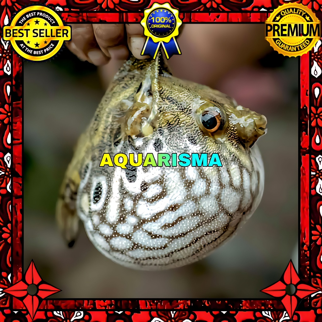 KEBUTUHAN AKUARIUM - COCONUT PUFFER BUNTAL KELAPA PALEMBANG BULAT 7-8 CM