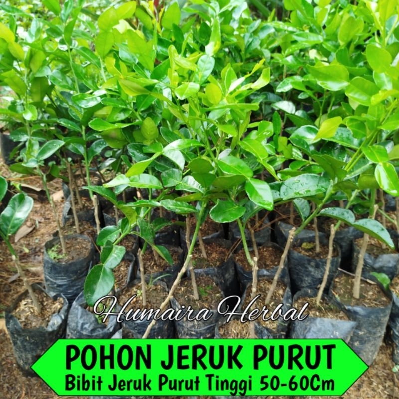BISA COD TANAMAN BUMBU HIDUP Bibit Pohon Jeruk Purut Daun Jeruk Purut Bumbu Dapur Siap Tanam