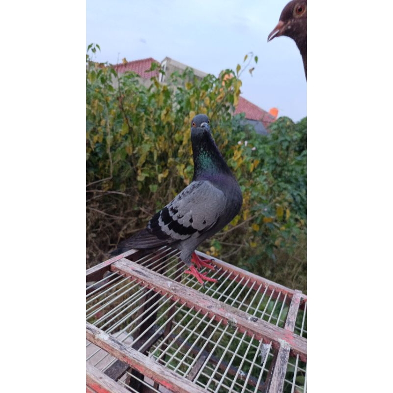 Merpati kolong Setengah Jalan baru ganti betina