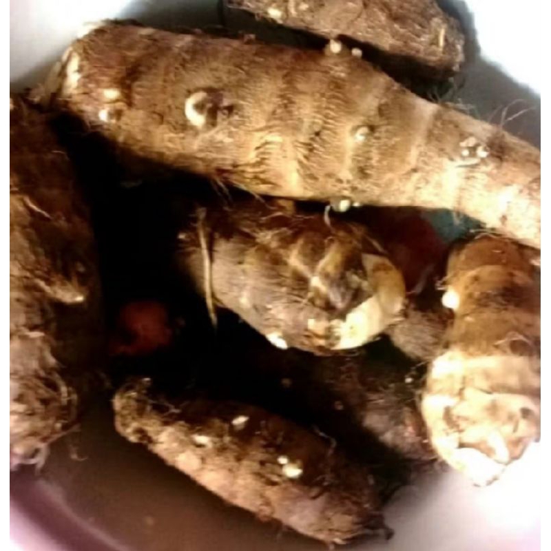 

talas umbi pulen 1kg