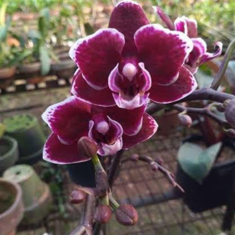 [ORIGINAL] Anggrek bulan black jack seedling - tanaman hias anggrek bulan black jack siap berbunga