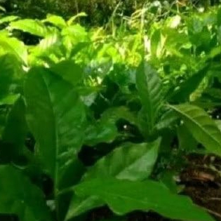 Bibit kopi arabika bibit unggul super...