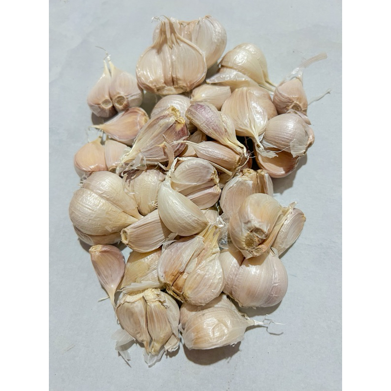 

Bawang Putih Kating
