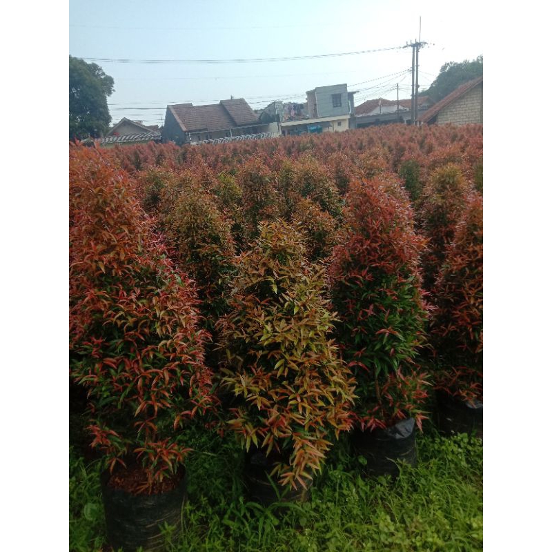 pohon pucuk merah  tanaman hias pucuk merah tinggi pohon 1.5m