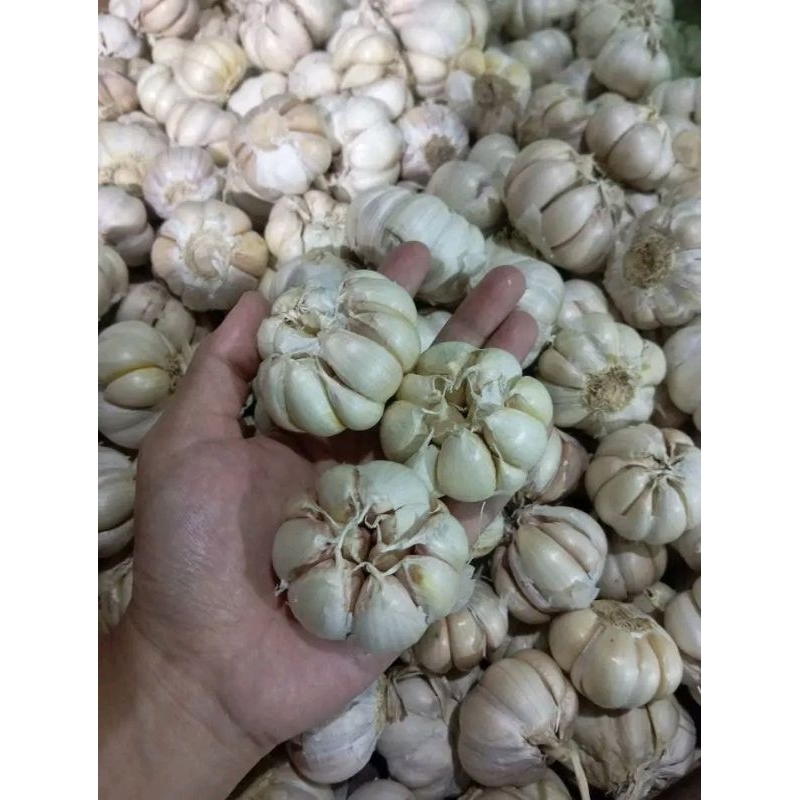 

bawang putih