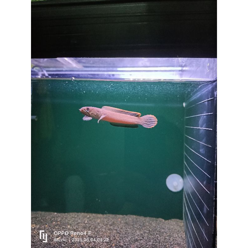 cana limbata cb progres