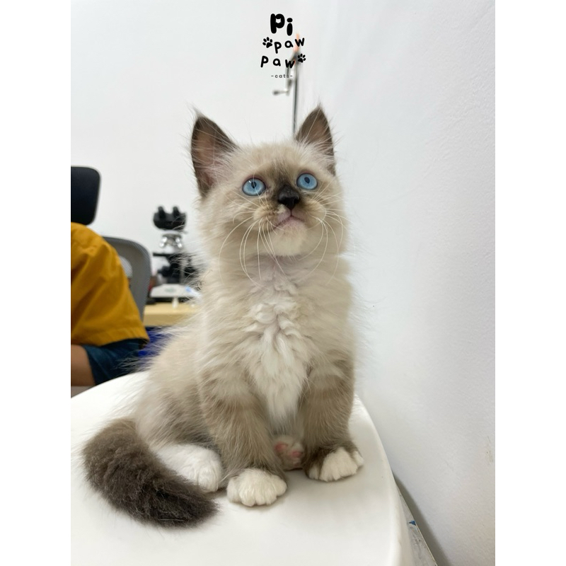 Anak Kucing Himalaya Ragdoll