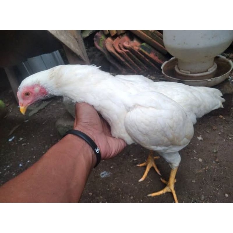 

betina ayam kampung siap produksi