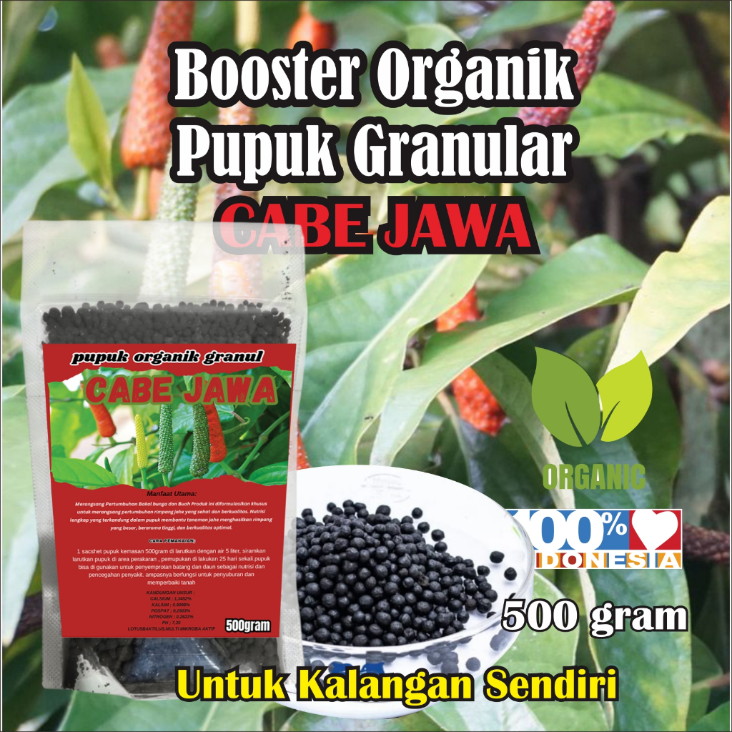 Pupuk Cabe jamu Pelebat Bunga Buah Cabe jawa Pohon cabe jamu Lebih Subur Berbuah cabe Cabai Tanaman