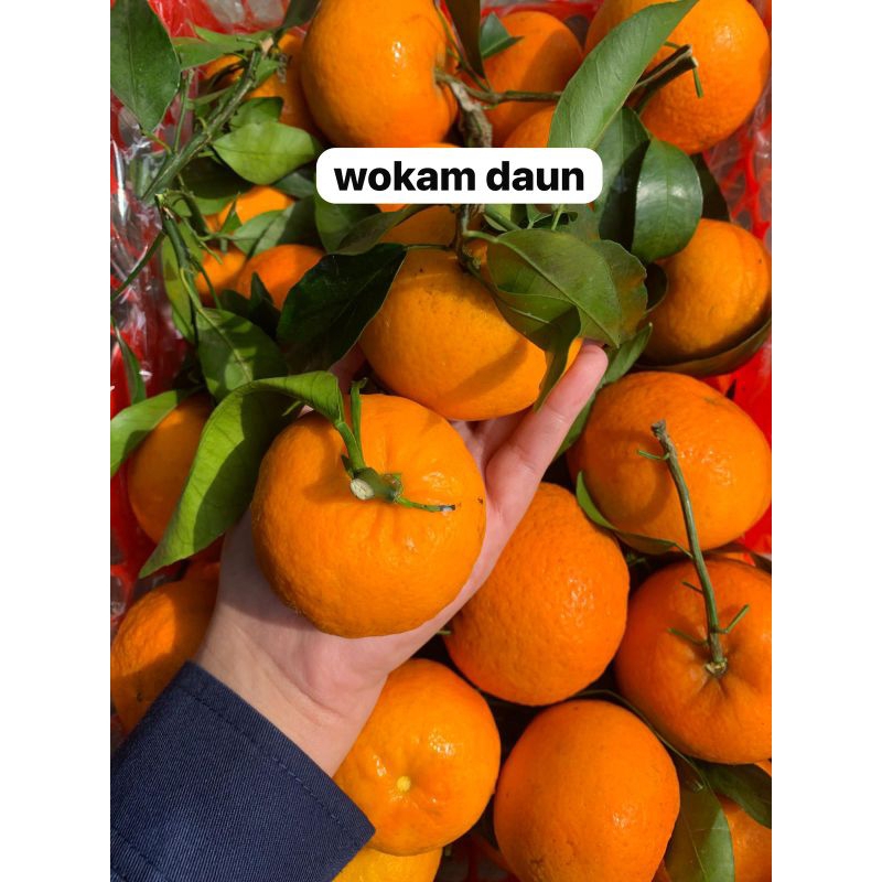 Jeruk Wokam Daun 1kg isi 8-9bh