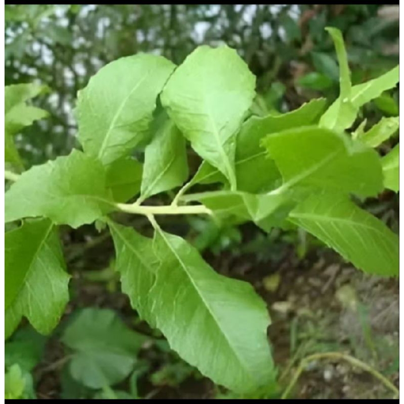 

pucuk daun beluntas fresh 500 gr