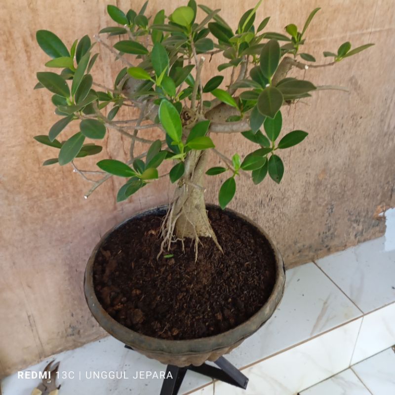 BONSAI BERINGIN ELEGAN JUMBO