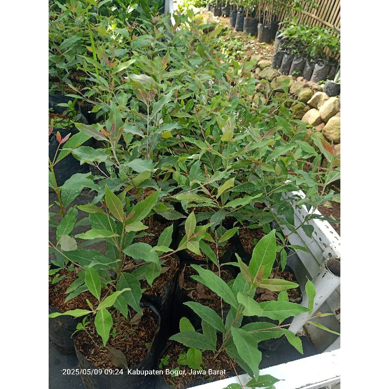 bibit pohon pelangi eucalyptus