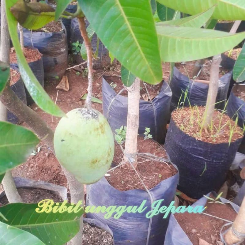 BIBIT MANGGA KWENI SUDAH BERBUAH