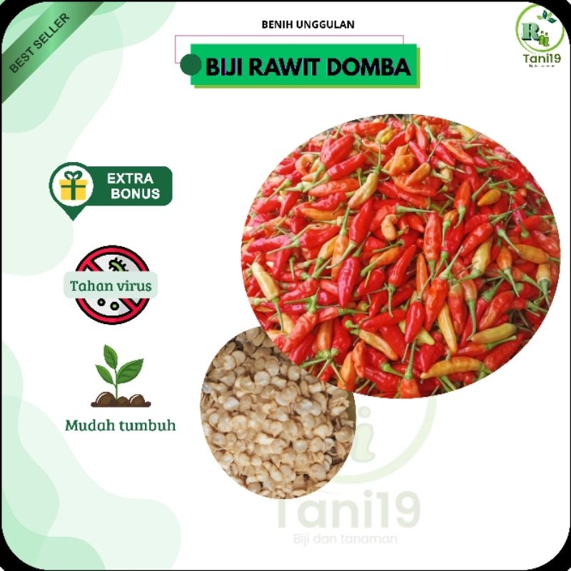 

biji benih cabe rawit setan | rawit domba | lokal | murah