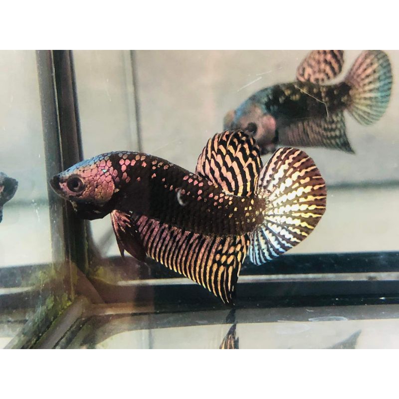 Wild betta alien samurai hybrid
