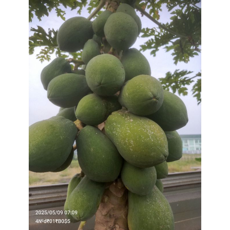 

Buah Pepaya Muda, bahan Manisan