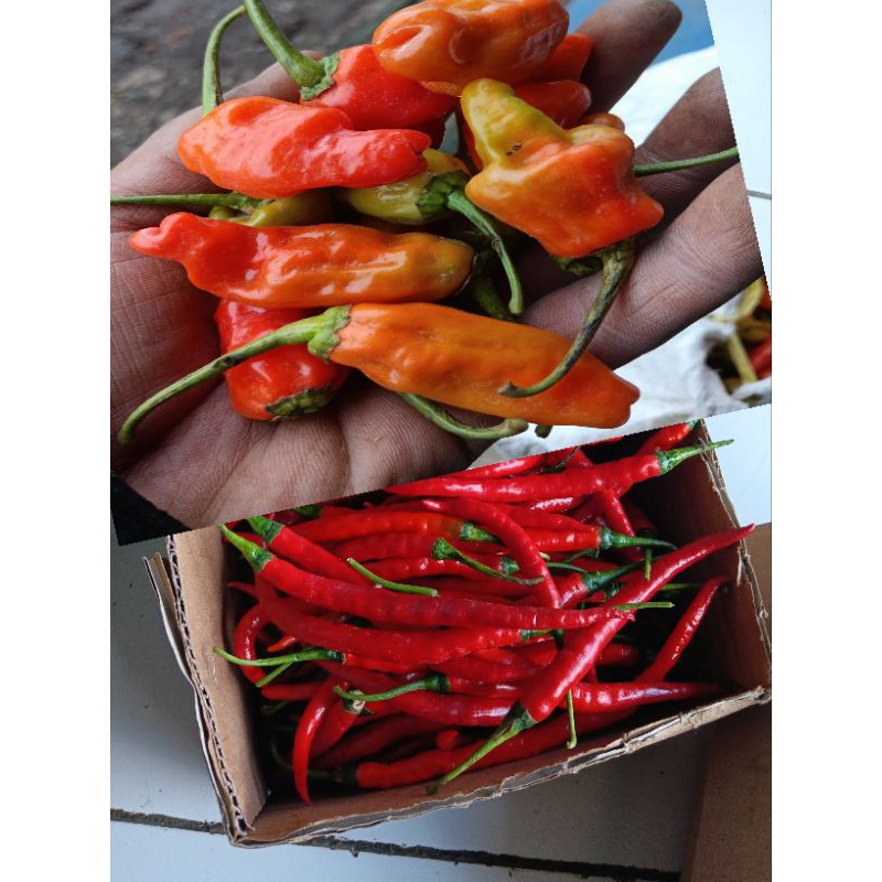 

cabe pketan rrawit+kriting merah