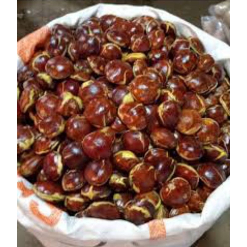 

SEPI JENGKOL TUA Rp 36.000 / 500gr