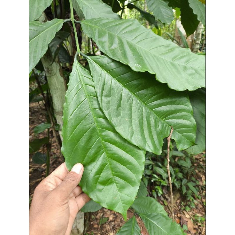 

Daun Kopi Segar 1Kg Fresh Baru DiPetik